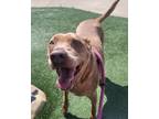 Adopt Rolo a Brown/Chocolate Retriever (Unknown Type) / Mixed dog in Lewisville