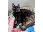 Adopt Abigail a Domestic Shorthair / Mixed (short coat) cat in Hampton