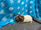 Adopt TJ a Guinea Pig small animal in Elizabethtown, KY (37727759)