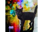 Adopt Jacob a All Black Domestic Shorthair / Mixed (short coat) cat in Port