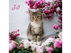 Adopt Jill a Brown Tabby Domestic Shorthair / Mixed (short coat) cat in Port