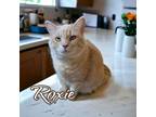 Adopt Roxie a Cream or Ivory Domestic Shorthair / Mixed (short coat) cat in Port