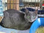 Adopt Lalla a Domestic Shorthair / Mixed (short coat) cat in Pittsboro