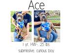 Adopt Ace a Mixed Breed (Medium) / Mixed dog in Albany, GA (37646849)