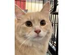 Adopt Sawyer a Domestic Shorthair / Mixed (short coat) cat in Valley Park