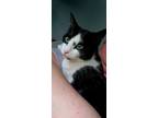 Adopt Lena a Black & White or Tuxedo Domestic Shorthair / Mixed (short coat) cat