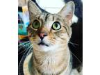 Adopt ELLIOTT a Brown Tabby Domestic Shorthair / Mixed (short coat) cat in