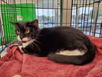 Adopt Eleanor a Black & White or Tuxedo Domestic Shorthair / Mixed cat in