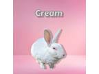 Adopt Cream a Albino or Red-Eyed White Rex rabbit in Williston, FL (30987232)