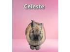 Adopt Celeste a Tan Dwarf (short coat) rabbit in Williston, FL (35324426)