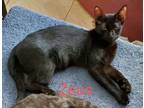 Adopt Zeus a All Black Domestic Shorthair / Mixed cat in Madisonville