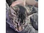 Adopt Samantha's Karin a Black (Mostly) Domestic Shorthair (short coat) cat in