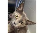 Adopt Samantha's Marushca a Brown or Chocolate (Mostly) Domestic Shorthair