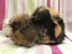 Adopt Nougat(Bonded to Tilly) a Orange Guinea Pig small animal in Imperial