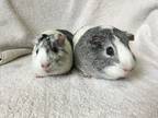 Adopt Gladly ( Bonded to Edka) a Guinea Pig small animal in Imperial Beach
