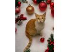Adopt Nellie a Orange or Red Tabby Domestic Shorthair / Mixed cat in Mount