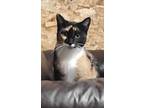 Adopt Wanda Moma Cat a Domestic Shorthair / Mixed (short coat) cat in