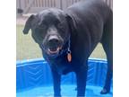 Adopt Toby a Black Mixed Breed (Medium) dog in Port Washington, NY (34771201)