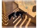 Labrador Retriever Mix DOG FOR ADOPTION RGADN-1176995 - Drew - Labrador