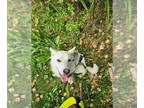 Huskies Mix DOG FOR ADOPTION RGADN-1177829 - Tayra - Husky / Mixed Dog For