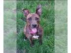 American Pit Bull Terrier Mix DOG FOR ADOPTION RGADN-1178068 - Daisey (Olive) -