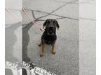 Rottweiler Mix DOG FOR ADOPTION RGADN-1180333 - ABEL - Rottweiler / Mixed
