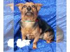 Jack Russell Terrier Mix DOG FOR ADOPTION RGADN-1176626 - Onyx Linwood - Jack