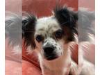Spaniel Mix DOG FOR ADOPTION RGADN-1176628 - Becky - Spaniel / Mixed (medium