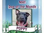 American Pit Bull Terrier Mix DOG FOR ADOPTION RGADN-1176636 - Poppy Lonestar -