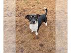 Jack-Rat Terrier DOG FOR ADOPTION RGADN-1176639 - Louie Lamore Aug 22 - Rat