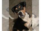 American Pit Bull Terrier DOG FOR ADOPTION RGADN-1176640 - Fats Domino Lamore