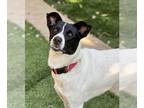 Border Collie-Rat Terrier Mix DOG FOR ADOPTION RGADN-1176642 - Charlie - Border