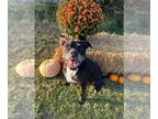 American Pit Bull Terrier Mix DOG FOR ADOPTION RGADN-1176645 - Hanky Panky -