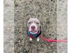 American Pit Bull Terrier DOG FOR ADOPTION RGADN-1176658 - Nutmeg - Pit Bull