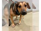 Beagle Mix DOG FOR ADOPTION RGADN-1176666 - 2312-1576 Maximus (Off Site Foster)