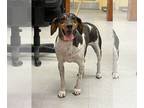 Beagle-Bluetick Coonhound Mix DOG FOR ADOPTION RGADN-1176674 - Daisy - Beagle /