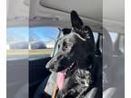 German Shepherd Dog Mix DOG FOR ADOPTION RGADN-1176675 - Harley - German