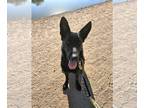 German Shepherd Dog DOG FOR ADOPTION RGADN-1176692 - Sparky (Courtesy post) -