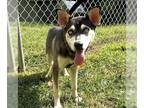 Siberian Husky Mix DOG FOR ADOPTION RGADN-1176693 - Scarlett - Siberian Husky /