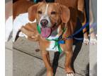Beagle Mix DOG FOR ADOPTION RGADN-1176695 - Sammy - Beagle / Mixed (short coat)