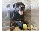 Labrador Retriever Mix DOG FOR ADOPTION RGADN-1176732 - Bruce - Labrador