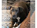 American Staffordshire Terrier Mix DOG FOR ADOPTION RGADN-1176733 - Hannibal -