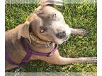 Staffordshire Bull Terrier DOG FOR ADOPTION RGADN-1176750 - Mocha (Courtesy) -