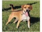 Beagle Mix DOG FOR ADOPTION RGADN-1176757 - BAYLEY - Beagle / Mixed Dog For
