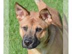 Australian Kelpie-German Shepherd Dog Mix DOG FOR ADOPTION RGADN-1176763 - Taz -