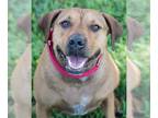 Rhodesian Ridgeback Mix DOG FOR ADOPTION RGADN-1176771 - Mango - Rhodesian