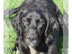 Golden Retriever Mix DOG FOR ADOPTION RGADN-1176779 - Owen - Black Labrador