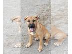 German Shepherd Dog DOG FOR ADOPTION RGADN-1176796 - Rocky Roo - German Shepherd