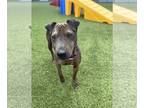 Chinese Shar-Pei Mix DOG FOR ADOPTION RGADN-1176801 - Negrita (Courtesy post) -