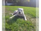 Boxer-Staffordshire Bull Terrier Mix DOG FOR ADOPTION RGADN-1176803 - Arthur -